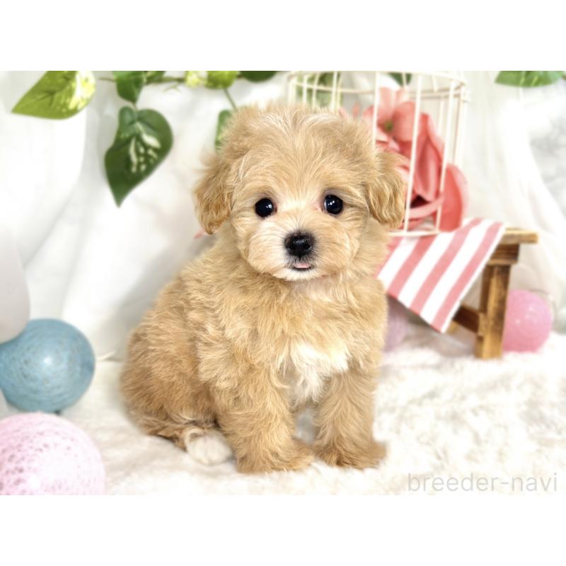 成約済の滋賀県のマルプー:マルチーズ×トイプードル-408969の3枚目